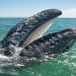 Mammals Collection: Gray Whale
