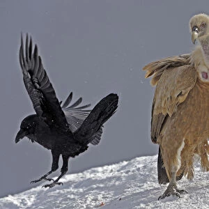 Griffon vulture (Gyps fulvus) and Raven (Corvus corax) in snow, Cebollar, Torla, Aragon