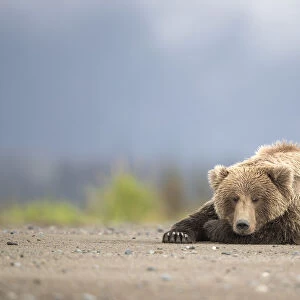 Grizzly Bear (Ursus arctos) asleep, Lake Clarke National Park, Alaska, September