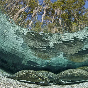 A group of Florida manatees (Trichechus manatus latirostrus) sleeping in the afternoon