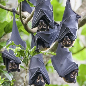Group of Spectacled flying fox (Pteropus conspicillatus) roosting in daytime camp in rainforest, Atherton Tablelands, Queensland, Australia