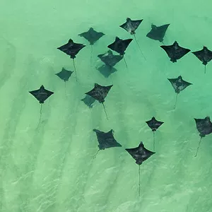 Group of Spotted eagle rays (Aetobatus narinari) swimming in shallow water, Santa Cruz Island, Galapagos National Park, Pacific Ocean. Small repro only