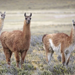 Guanaco (Lama guanicoe) grazing on grassland plain, Patagonia, Chile. Novmeber