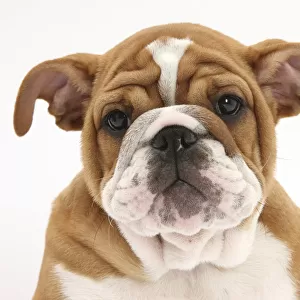 Head portrait of a Bulldog puppy, 11 weeks