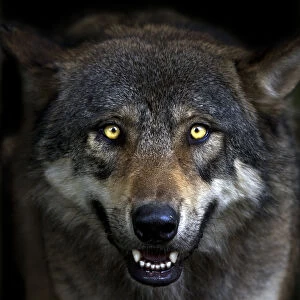 Head portrait of a Grey Wolf (Canis lupus) captive