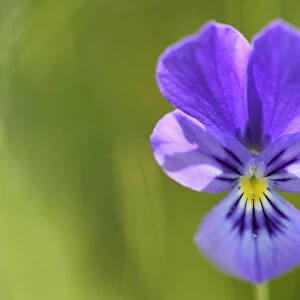 Hearts ease (Viola tricolor) flower, Mont-Lozere, France