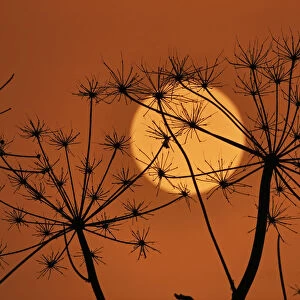 Hedge Parsley seed head (Torilis japonica) silhouetted at sunset, Norfolk, UK, November