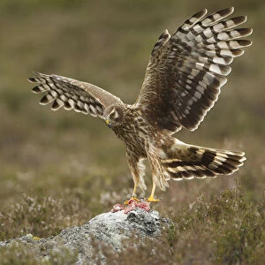 Hen harrier (Circus cyaneus) adult female landing on rock to take food as part of