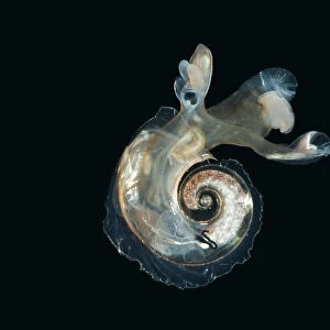 Heteropod mollusc (Atlanta peroni) from between 195-498m / 640-1634ft, Mid-Atlantic Ridge
