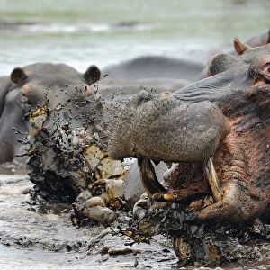 Hippopotamus (Hippopotamus amphibius) bull emerging from water to charge, iSimangaliso Wetland Park