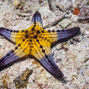 Honeycomb / Cushion starfish (Pentaceraster alveolatus) Malapascua Island, Philippines