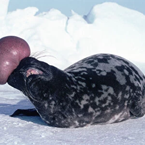 Phocidae Collection: Hooded Seal