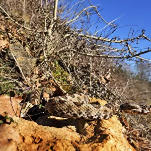 Horned viper (Vipera ammodytes) in natural setting, Turkey