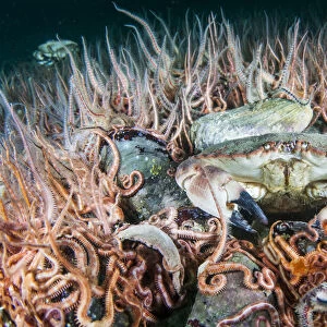 Horse mussel (Modiolus modiolus) bed with Brittlestars (Ophiothrix fragilis) and Edible crab