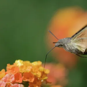 Hummingbird Hawk-moth {Macroglossum stellatarum} adult in flight drinking nectar