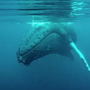Humpback whale (Megaptera novaeangliae) just under surface, off Shetland, Scotland, UK