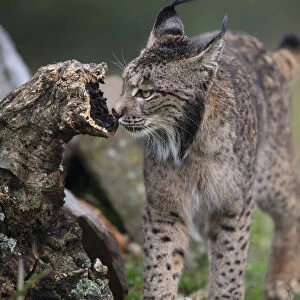 Iberian lynx (Lynx pardinus) sniffing scent on dead branch
