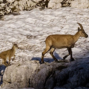 Ibex (Capra ibex) female with young running to keep up, Triglav National Park, Julian Alps