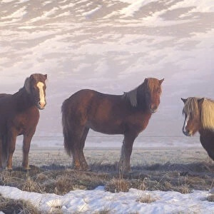 Iceland Ponies during winter, Iceland 2005