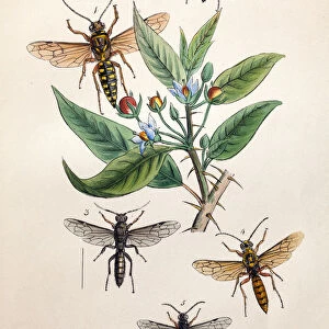 Illustration of Hornets and Wasps, from Arcana entomologica, or, Illustrations of new