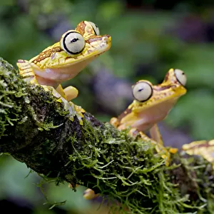 Imbabura Tree Frogs (Boana picturatus) perched on a branch. Bilsa, Esmeraldas, Ecuador