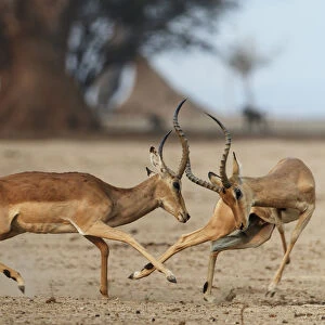 Impala (Aepyceros melampus) two males fighting, Mana Pools National Park, Zimbabwe