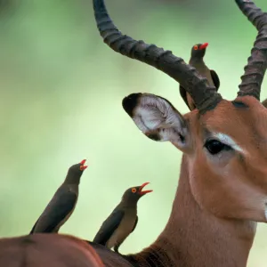 Impala with Oxpeckers. Kruger National Park, South Africa