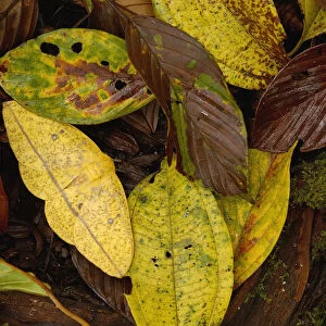 Imperial moth (Eacles sp) camouflaged in leaf litter, Mindo Cloud forest. Ecuador