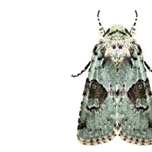 Implicit arches moth (Lacinipolia implicata) on white background, Tuscaloosa County
