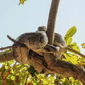 Indian python print, resting in a tree near a waterhole Indian python print, resting in a tree near a waterhole