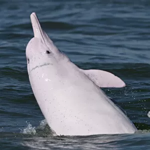 Indo-Pacific Humpbacked Dolphin