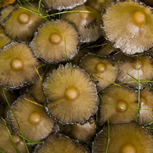 Ink cap fungus {Coprinus acuminatus} in taiga woodland, autumn, Laponia / Lappland