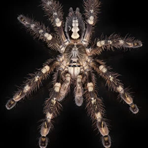 Spiders Cushion Collection: Ivory Ornamental Tarantula