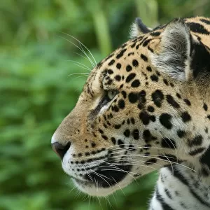 Jaguar (Panthera onca) head portrait in profile, captive