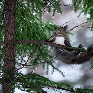 Japanese red squirrel (Sciurus vulgaris orientis) struggling with long branch collected for construction of nest. Hokkaido, Japan