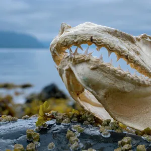 Jaws of Salmon shark (Lamna ditropis), Prince William Sound, Alaska, USA. July