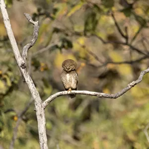 Owls Collection: Asian Barred Owlet