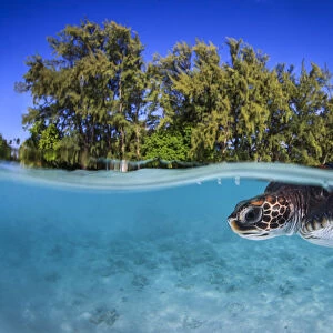 Juvenile Green turtle (Chelonia mydas) swimming near the surface, split level view