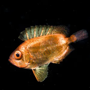 S Collection: Soldierfish