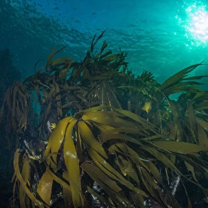 Kelp forest (Laminaria hyperborea) in the clear seas of Scotland, UK, September