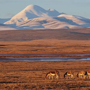 Kiang (Equus kiang) herd grazing on steppe in evening light, mountains in background