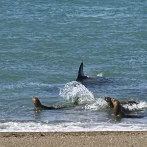 Two Killer whales / Orca (Orcinus orca) hunting Sea lions (Otaria flavescens) close to the shore, Punta Norte Nature Reserve, Peninsula Valdes, Patagonia, Argentina, Atlantic Ocean