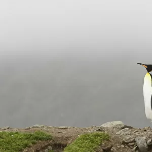 King penguin (Aptenodytes patagonicus) pair, St. Andrews Bay, South Georgia