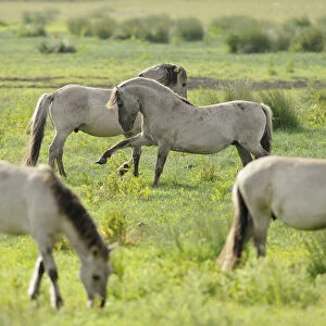 Konik horse (Equus caballus) herd grazing with two stallions interacting, Wicken Fen