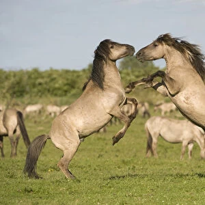 Two Konik horse stallions fighting during breeding season, Oostvaardersplassen, Netherlands