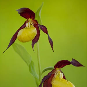 Two Ladys slipper orchids (Cypripedium calceolus) in flower in spring in woodland