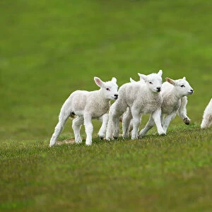 Lambs in meadow in spring, UK, April