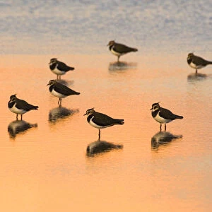 Lapwing (Vanellus vanellus) group roosting in the lagoons at Titchwell RSPB Reserve