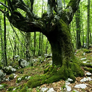 Large European beech (Fagus sylvatica) tree in pristine forest near the river Lepenjica