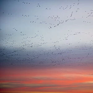 Large flock of Pink-footed geese (Anser brachyrynchus) flying from overnight roost at dawn